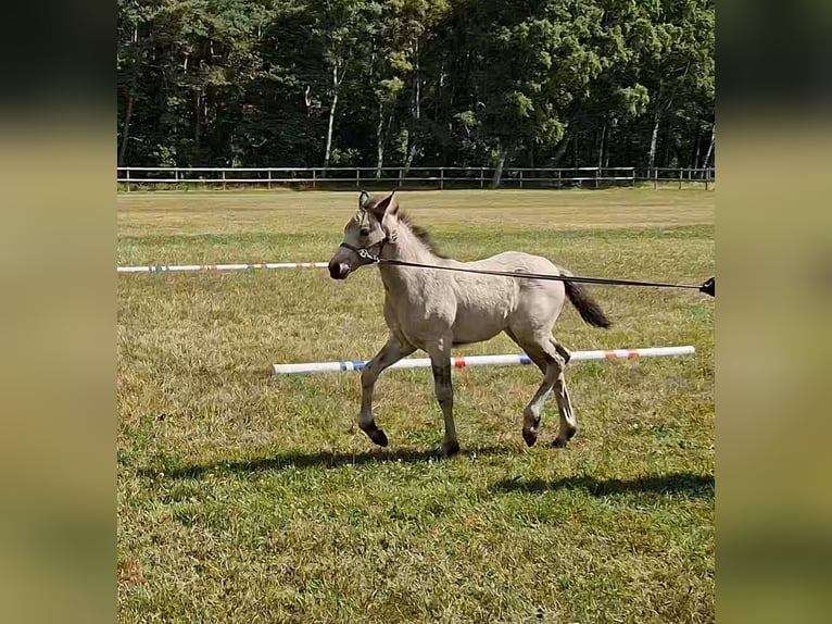 Connemara Yegua Potro (05/2026) Buckskin/Bayo in Istorp