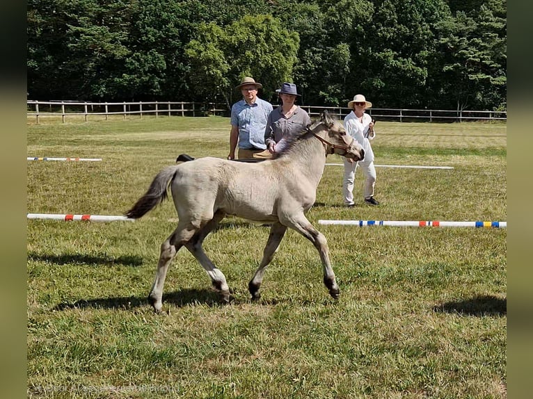 Connemara Yegua Potro (05/2026) Buckskin/Bayo in Istorp