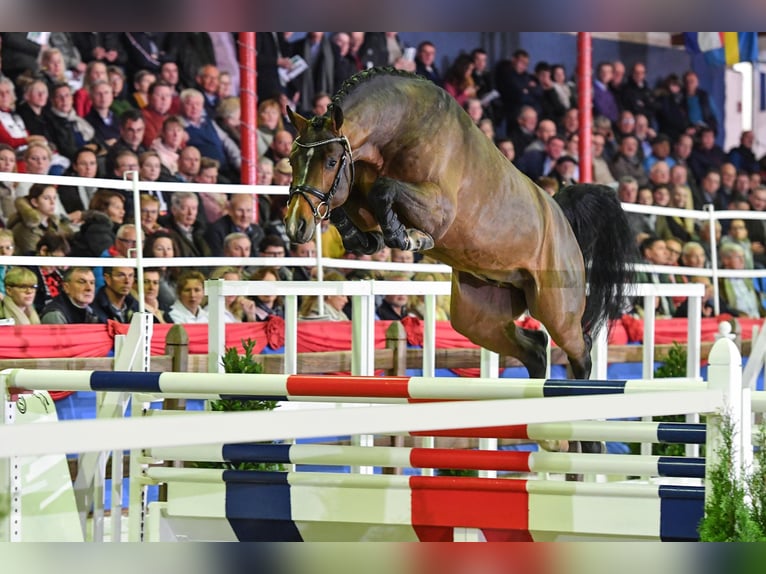 CONTHALOU Caballo de salto Oldenburgo Semental Castaño in Steinfeld (Oldenburg)