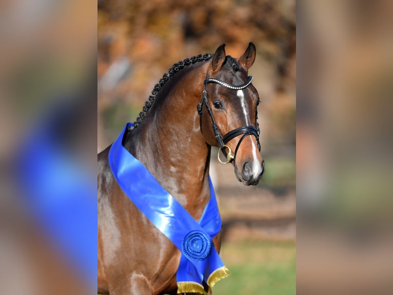 CONTHALOU Oldenburg Stallone Baio in Steinfeld (Oldenburg)