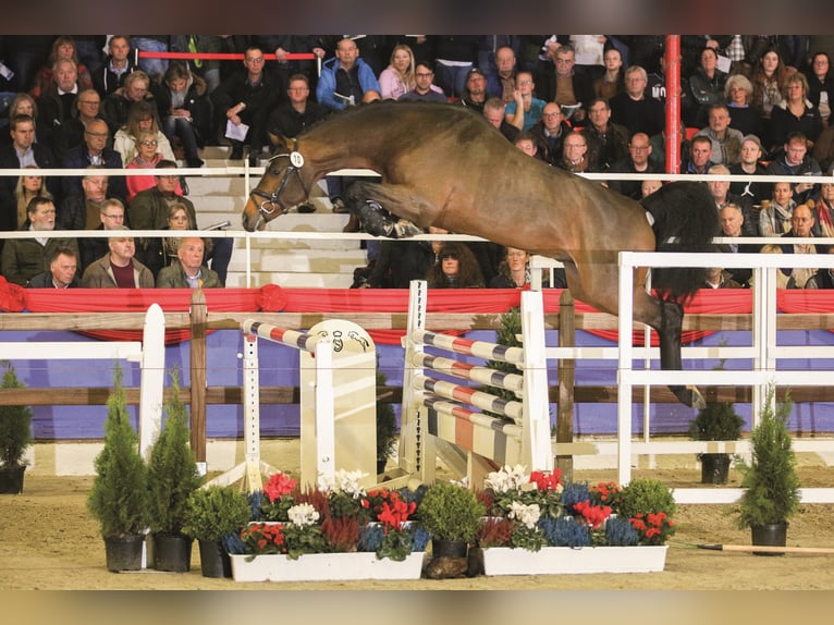 CONTHALOU Oldenburger Springpaard Hengst Bruin in Steinfeld (Oldenburg)