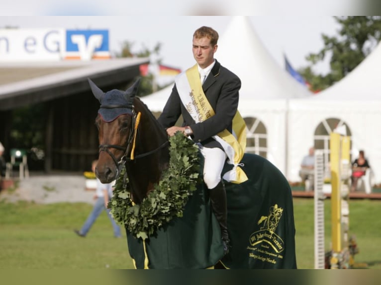 CONTHARGOS Oldenburg Stallone Baio in Steinfeld (Oldenburg)