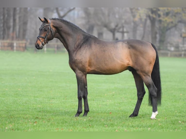 CONTHARGOS Oldenburger Springpaard Hengst Bruin in Steinfeld (Oldenburg)