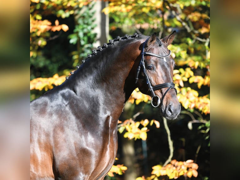 CONTHARGOS Oldenburger Springpaard Hengst Bruin in Steinfeld (Oldenburg)