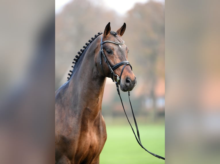 CONTHARGOS Oldenburger Springpaard Hengst Bruin in Steinfeld (Oldenburg)