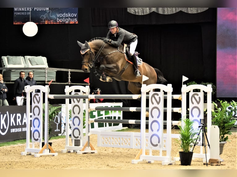 CONTINENTAL BLUE Oldenburg Stallone Baio in Steinfeld (Oldenburg)