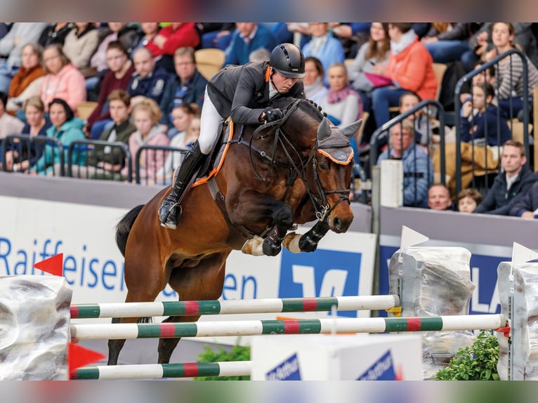 CONTINENTAL BLUE Oldenburg Stallone Baio in Steinfeld (Oldenburg)