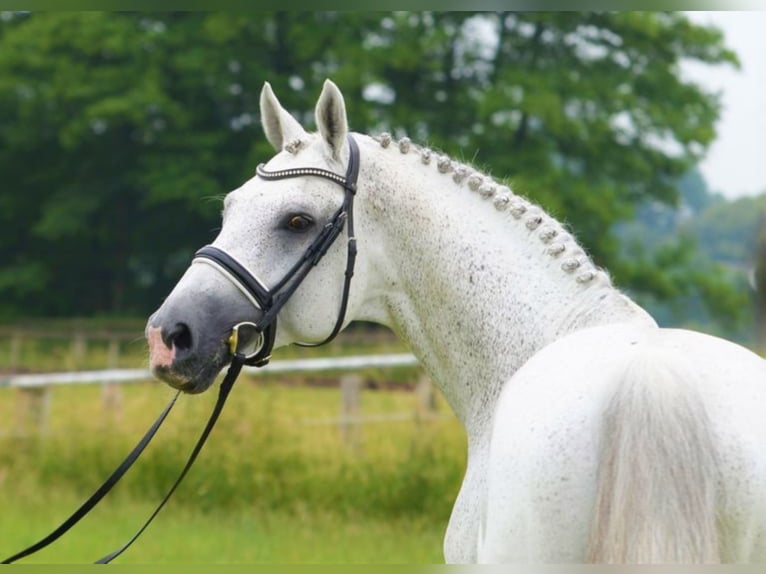 CORNADO I Westphalian Stallion Grey in Warendorf