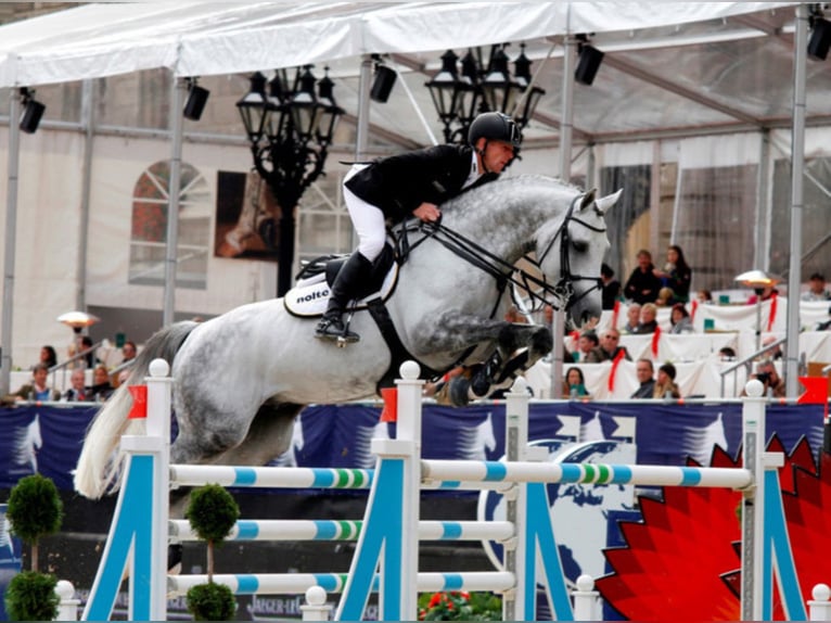 CORNADO I Westphalian Stallion Grey in Warendorf