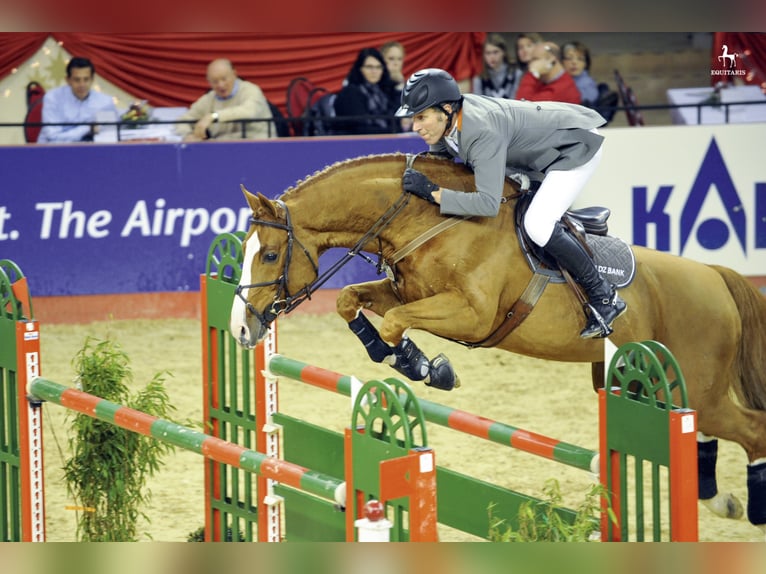 COULEUR RUBIN Oldenburg Stallone Sauro in Löningen