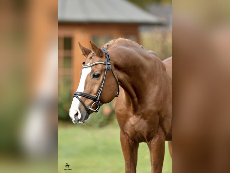 COULEUR RUBIN Oldenburg Stallone Sauro in Löningen