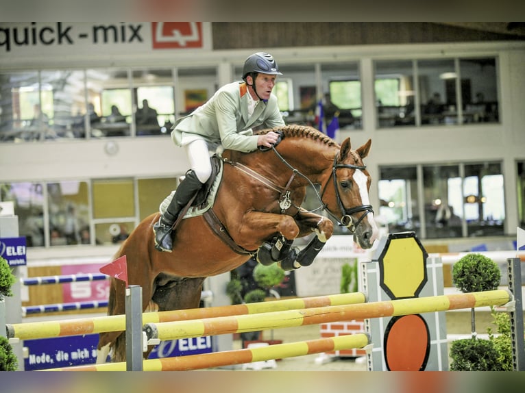 COULEUR RUBIN Oldenburg Stallone Sauro in Löningen