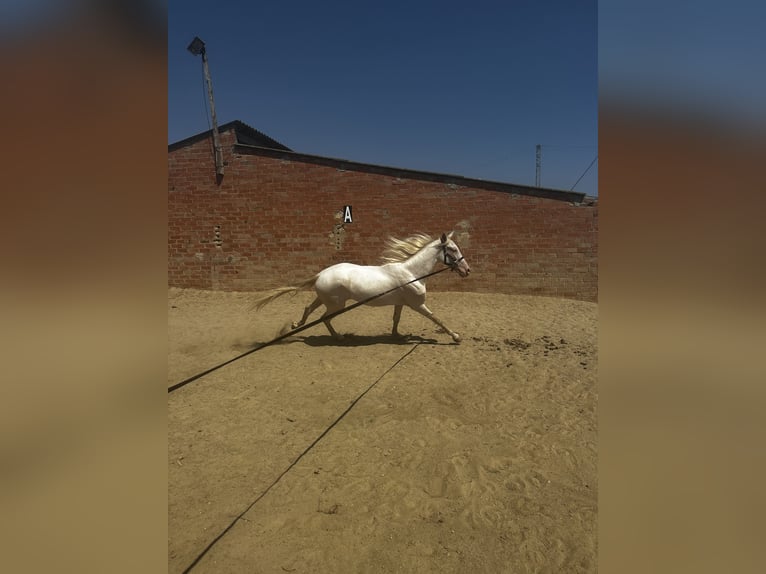 Creme Horse Castrone 4 Anni 160 cm Cremello in Castellbisbal