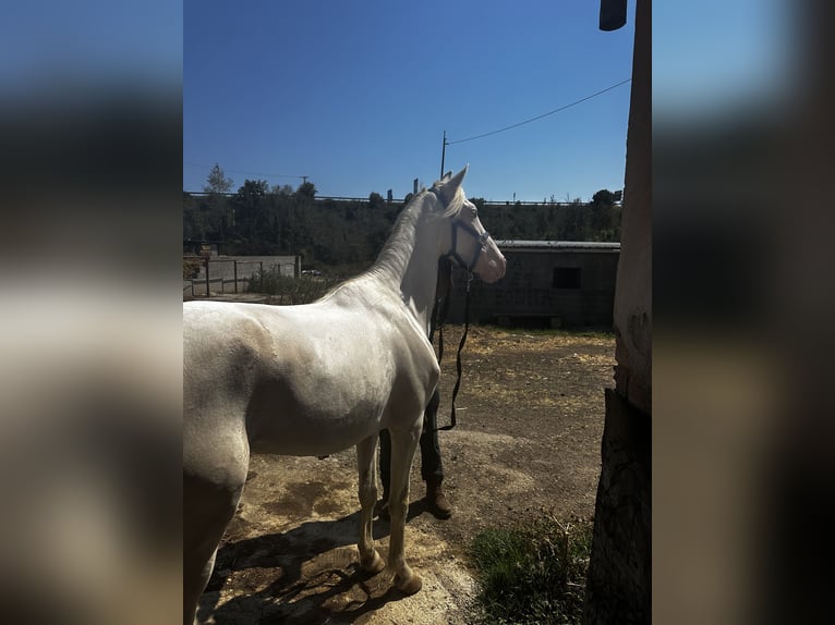 Creme Horse Castrone 4 Anni 160 cm Cremello in Castellbisbal