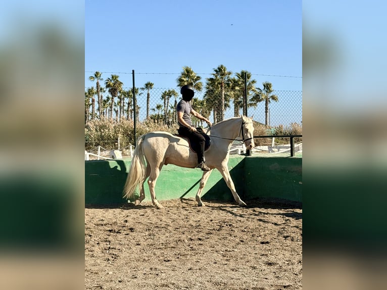 Creme Horse Mix Castrone 5 Anni 160 cm Cremello in Benajarafe