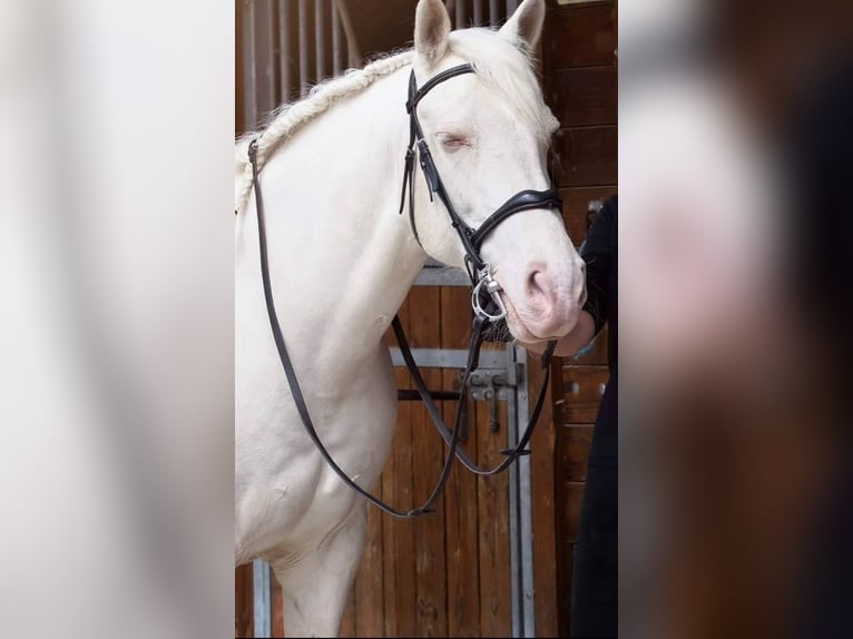 Creme Horse Gelding 15 years 15,3 hh Cremello in Jonquerettes