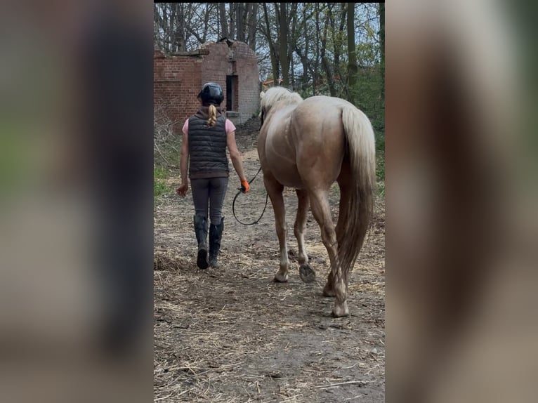 Creme Horse Gelding 3 years 15.2 hh Palomino in Smarchowice wielkie