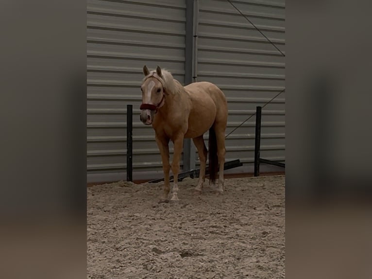Creme Horse Gelding 3 years 15.2 hh Palomino in Smarchowice wielkie