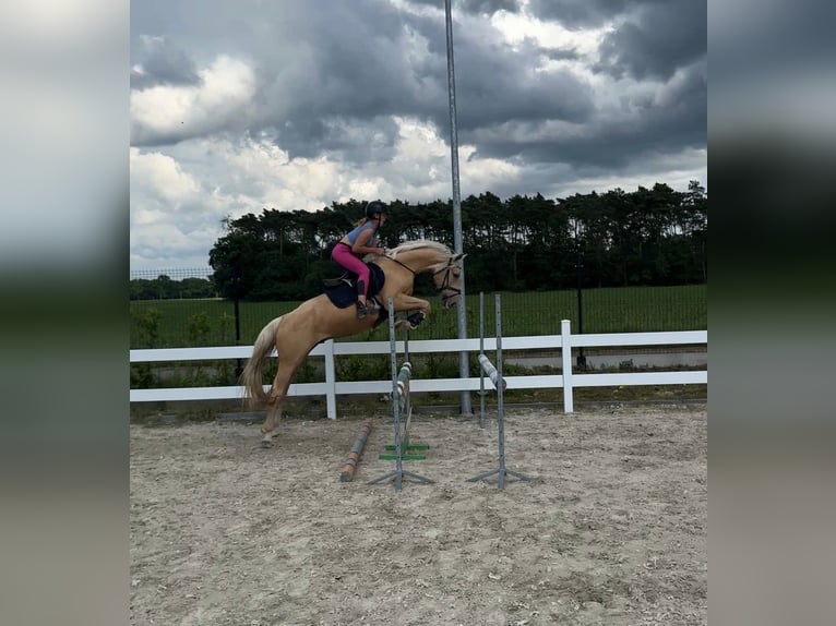 Creme Horse Gelding 3 years 15.2 hh Palomino in Smarchowice wielkie