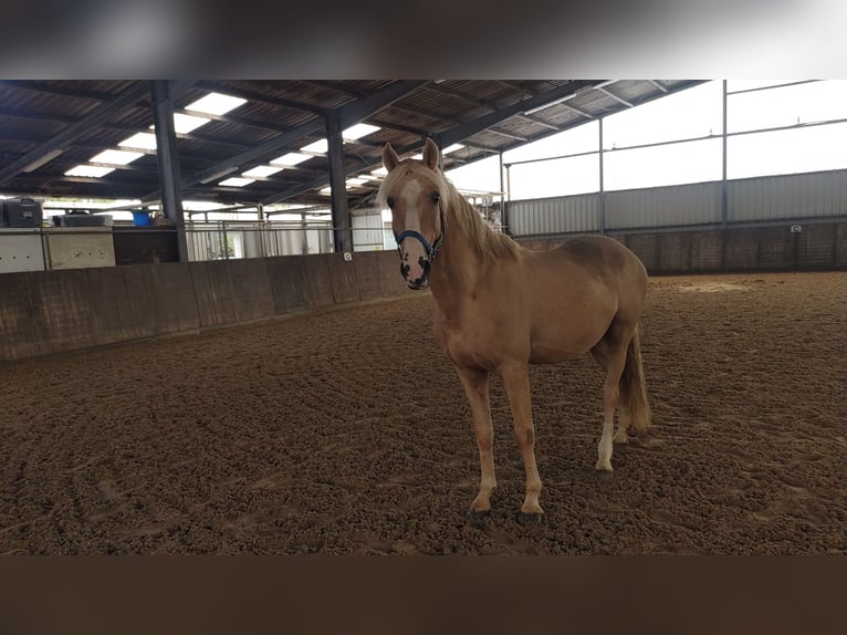 Creme Horse Gelding 7 years 14,2 hh Palomino in Großheide Berumerfehn