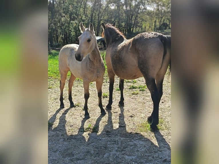 Creme Horse Giumenta 1 Anno Falbo in Aigrefeuille