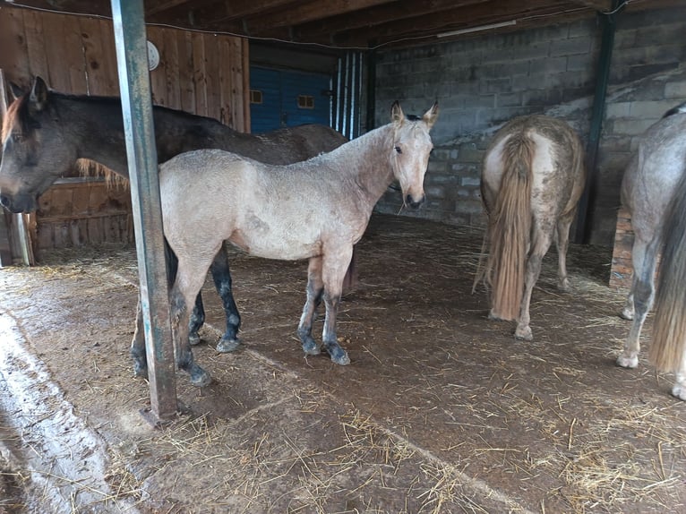 Creme Horse Giumenta Puledri (05/2025) Falbo in Aigrefeuille