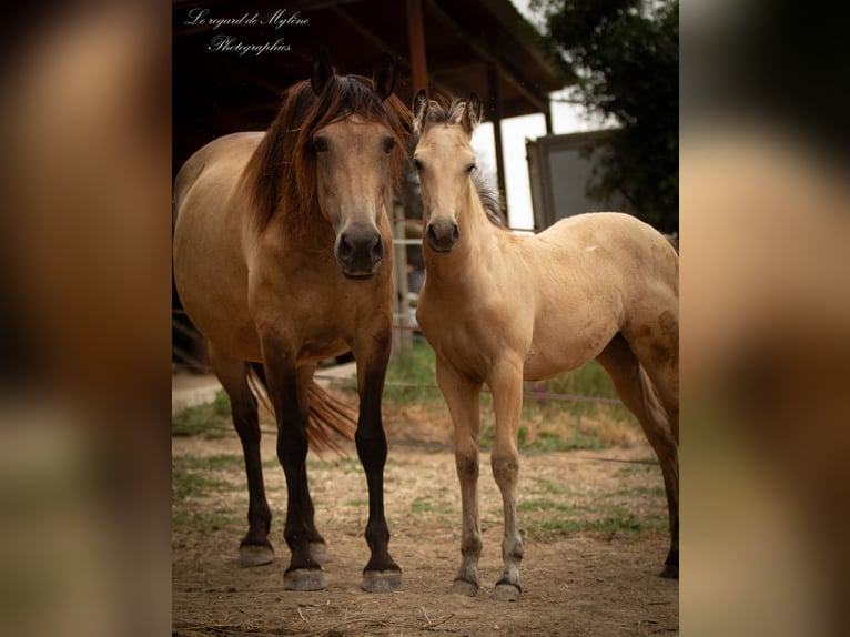 Creme Horse Giumenta Puledri (05/2025) Falbo in Aigrefeuille