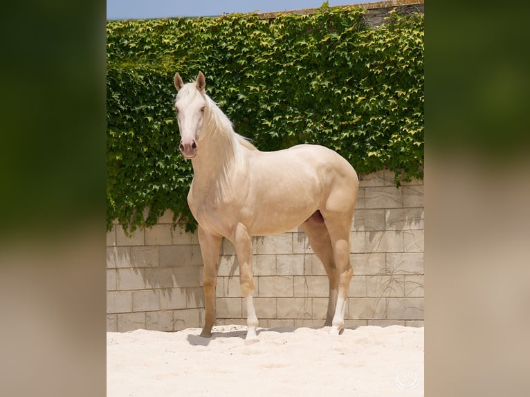 Creme Horse Hengst 3 Jahre 170 cm Cremello in Navalperal De Pinares
