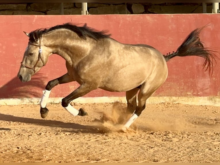 Creme Horse Mix Hengst 4 Jahre 162 cm Falbe in Santo Isidoro