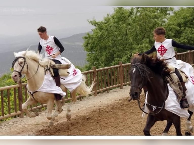 Creme Horse Hengst 5 Jahre 162 cm Cremello in Ubeda