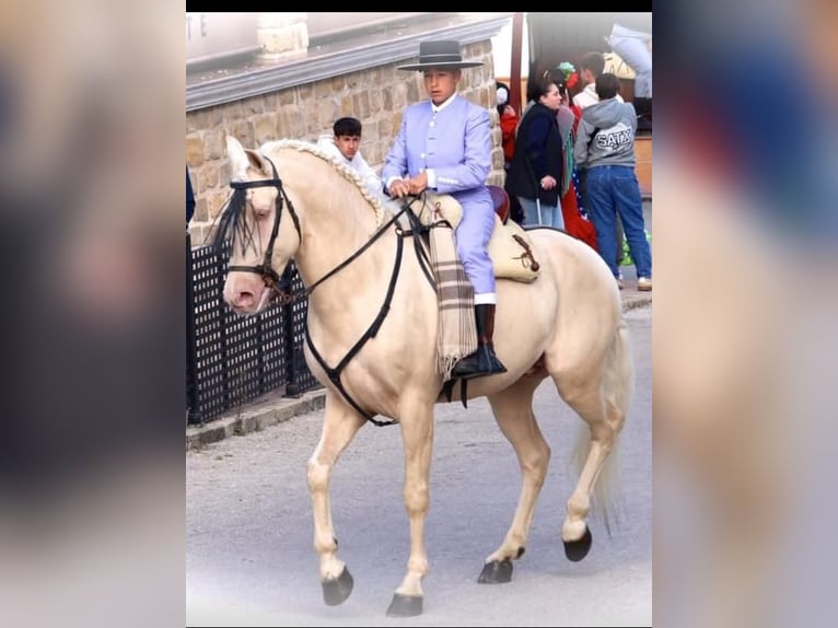 Creme Horse Hengst 5 Jahre 162 cm Cremello in Ubeda