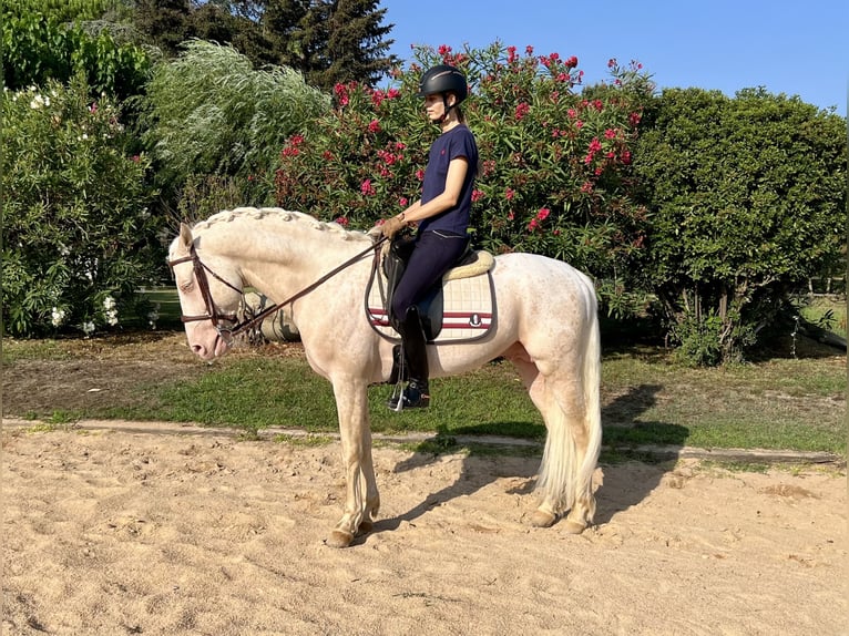 Creme Horse Hengst 7 Jahre 155 cm Cremello in Sanata (Llinars Del Valles)