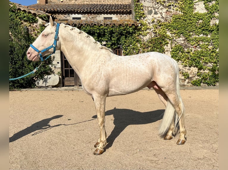 Creme Horse Hengst 7 Jahre 155 cm Cremello in Sanata (Llinars Del Valles)