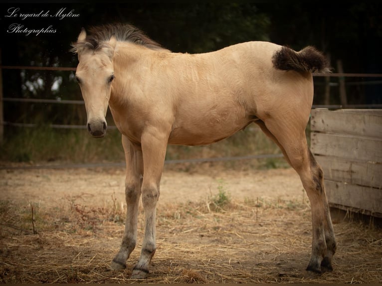 Creme Horse Klacz 1 Rok Bułana in Aigrefeuille