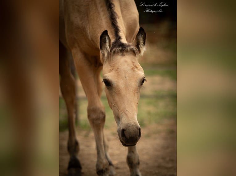 Creme Horse Klacz Źrebak (05/2025) Bułana in Aigrefeuille