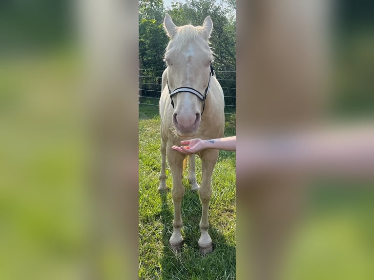 Creme Horse Mare 10 years 15 hh Cremello in Mount Vernon, OH