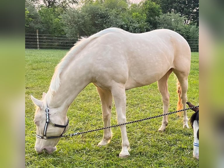 Creme Horse Mare 10 years 15 hh Cremello in Mount Vernon, OH