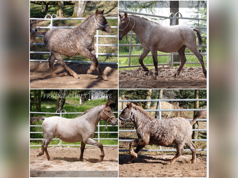 Creme Horse Mare 3 years 12,2 hh Roan-Red in Beloitbourg bruche