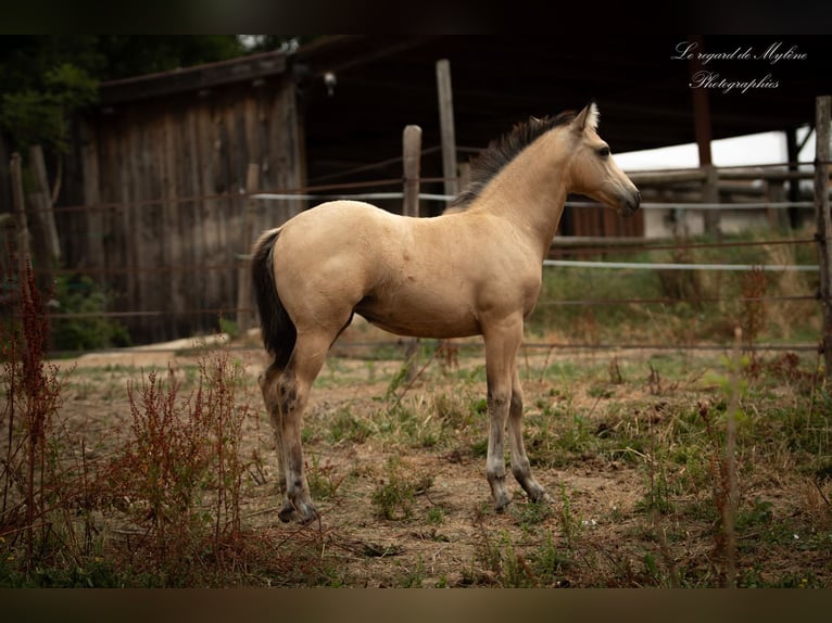 Creme Horse Mare Foal (05/2025) Dun in Aigrefeuille