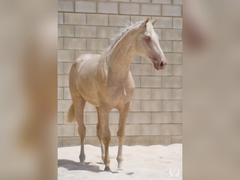Creme Horse Ogier 3 lat 170 cm Cremello in Navalperal De Pinares