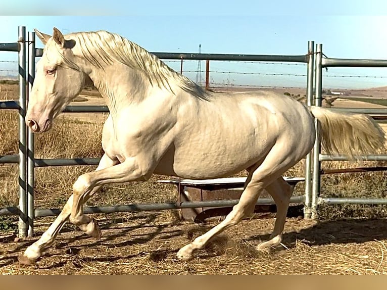 Creme Horse Stallion 1 year 15,2 hh Cremello in Bienvenida