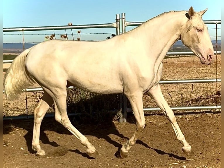 Creme Horse Stallion 1 year 15,2 hh Cremello in Bienvenida