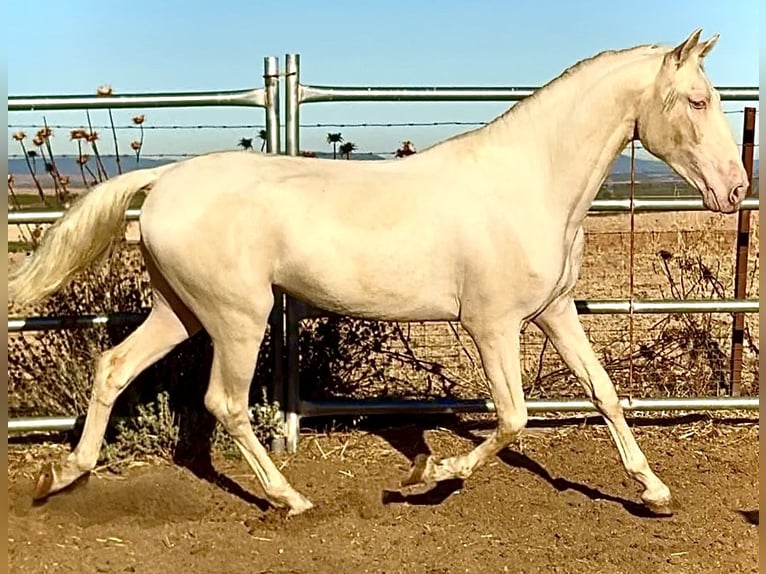 Creme Horse Stallion 1 year 15,2 hh Cremello in Bienvenida