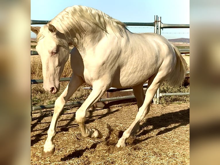 Creme Horse Stallion 1 year 15,2 hh Cremello in Bienvenida