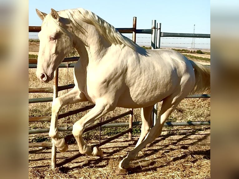 Creme Horse Stallion 1 year 15,2 hh Cremello in Bienvenida