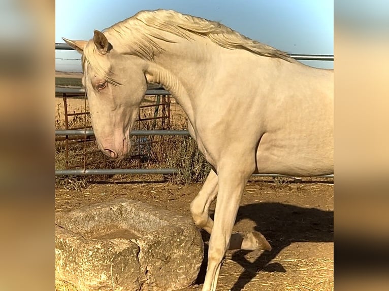 Creme Horse Stallion 1 year 15,2 hh Cremello in Bienvenida