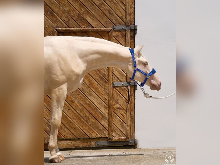 Creme Horse Stallion 3 years 16,2 hh Cremello in Navalperal De Pinares