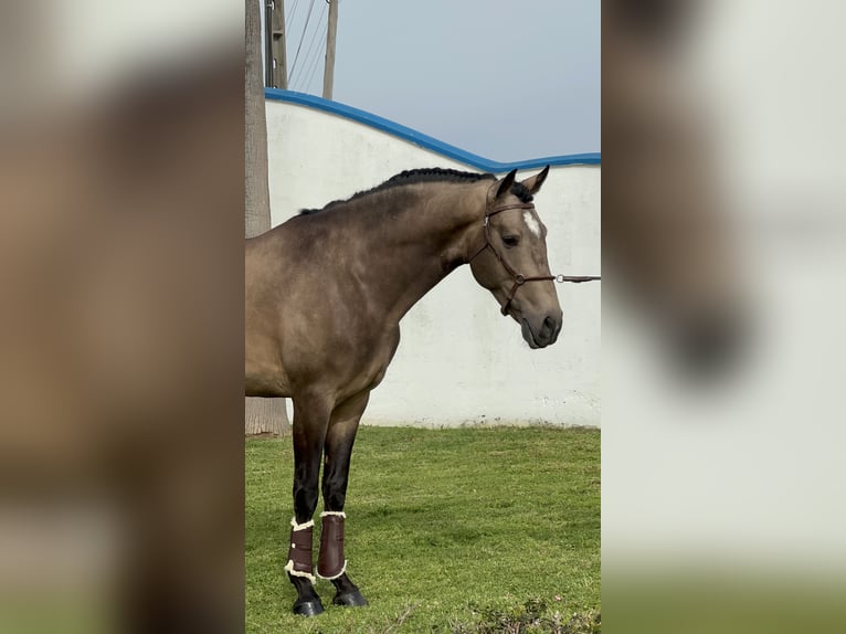 Creme Horse Mix Stallion 4 years 15,3 hh Dun in Santo Isidoro