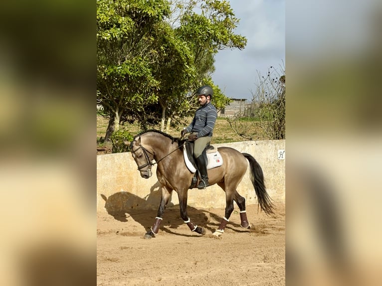 Creme Horse Mix Stallion 4 years 15,3 hh Dun in Santo Isidoro