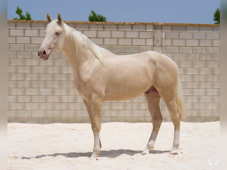 Creme Horse Stallone 3 Anni 170 cm Cremello in Navalperal De Pinares